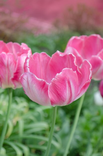 Pink tulip parrot Parrot tulip close up