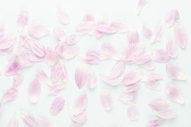 파스텔 바탕에 핑크 튤립 꽃잎