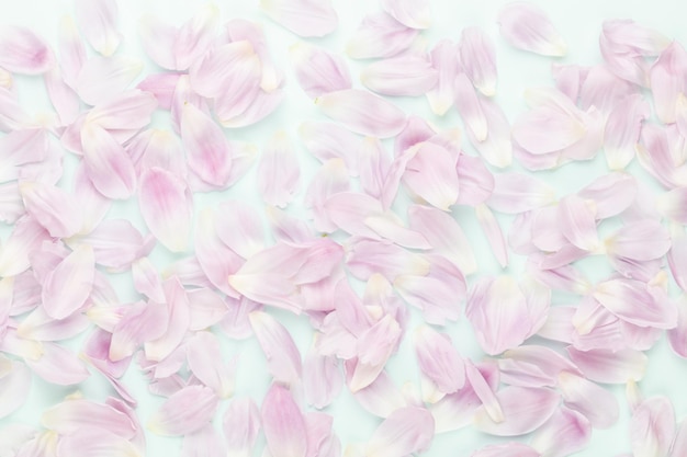 Pink tulip petals on pastel background