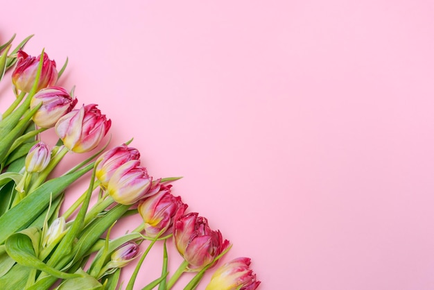 Розовый тюльпан на розовом фоне поздравительная открытка на день матери или международный женский день миним...