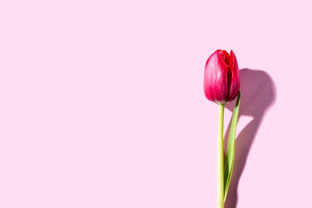 Pink tulip over pink background