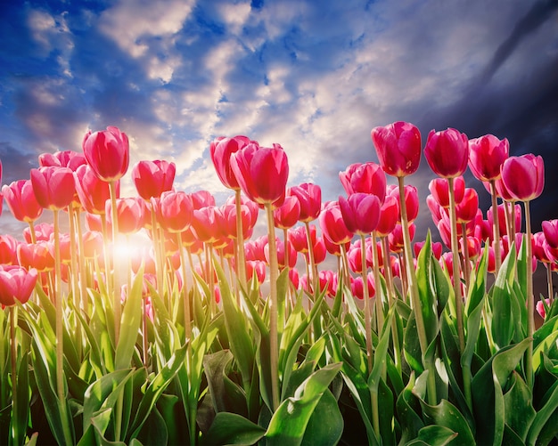 Pink tulip plantation at sunset.