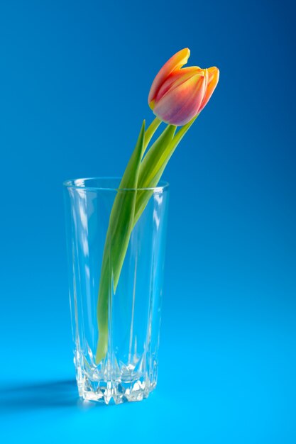 Pink tulip in a vase