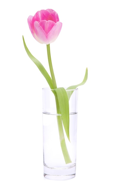 Tulipano rosa in vaso