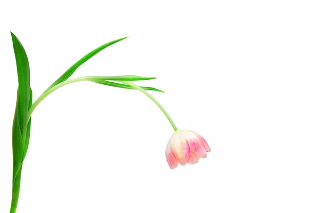 Pink tulip with green leaves isolated on white background