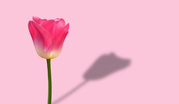 Pink tulip with shadow on light pink background. Minimal spring flower concept.