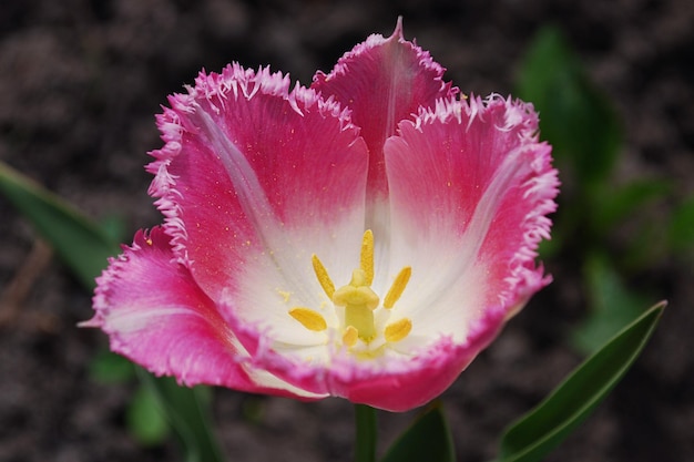 A pink tulip with a white center and a yellow center.