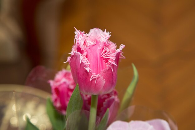 A pink tulip with white sprinkles on it