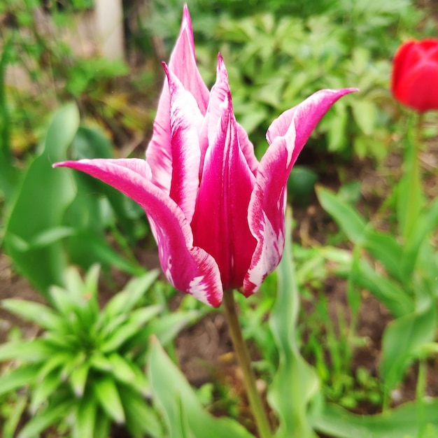 A pink tulip with the word tulip on it