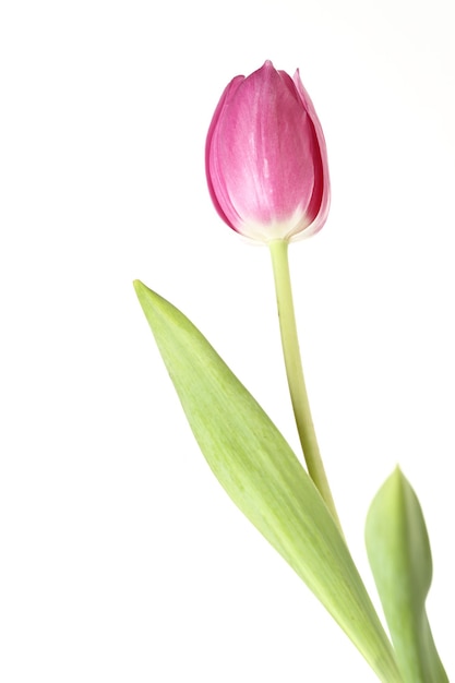 Pink tulip