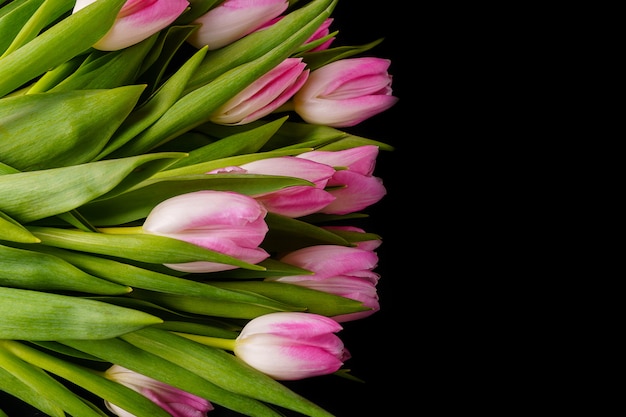 Pink tulips on black background. 