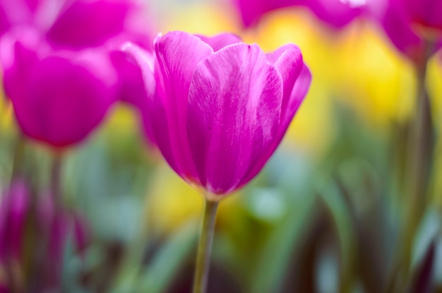 Pink tulips bloom in the garden