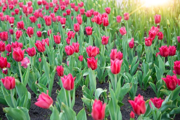 Pink tulips bloom under sunshine in the garden.