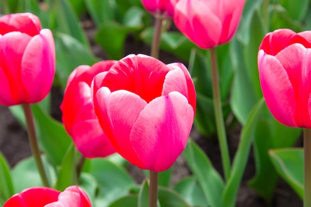 Pink tulips bloom under sunshine in the garden.