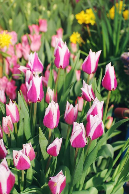 Pink tulips in blossom on sunny day in a garden soft selective focus