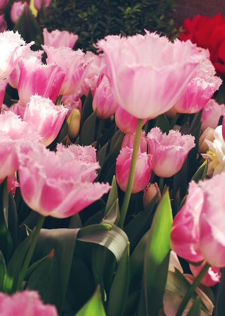 Pink tulips in blossom on sunny day in a garden soft selective focus