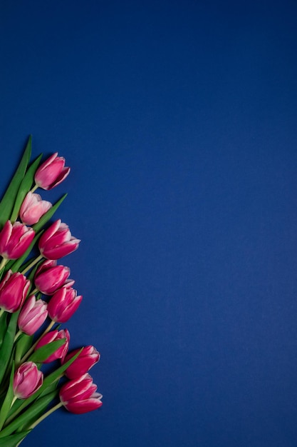 Pink tulips on a blue background