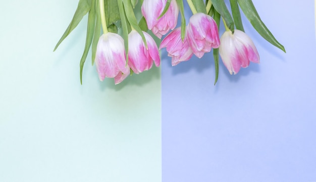 pink tulips on blue and green background tulips and a mini easel and blank square papers