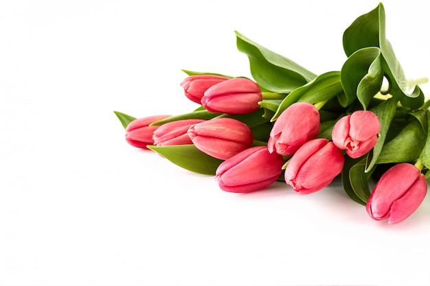 Pink tulips bouquet on white background. 