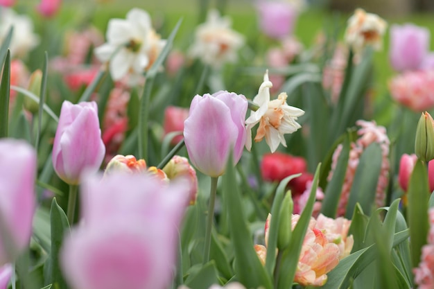 Pink tulips and daffodils field Spring background Netherlands.