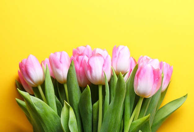 Photo pink tulips .easter,spring flower concept,copy space.