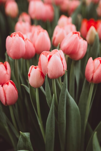 Pink tulips in the field