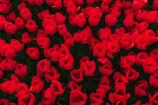 美しい庭に咲くピンクのチューリップの花