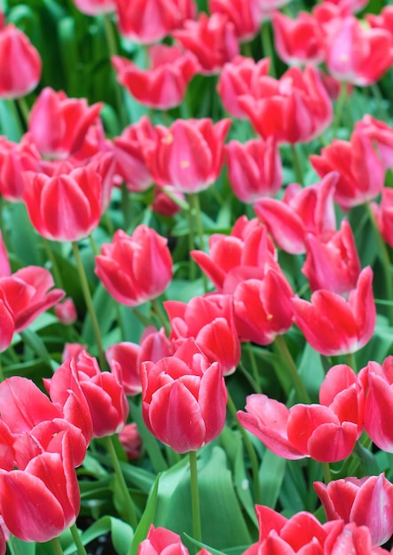 Pink tulips flowers close up with selective focus Spring or summer concept Spring background Greeting festive card