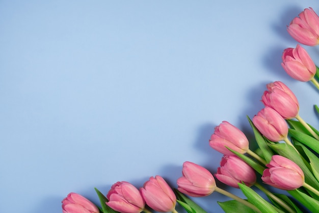 Pink tulips flowers isolated on blue