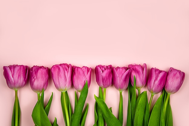 Pink tulips flowers on a pink background