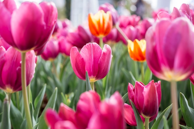 ピンクのチューリップの花。春咲くチューリップ畑。美しい春の背景。季節の写真。