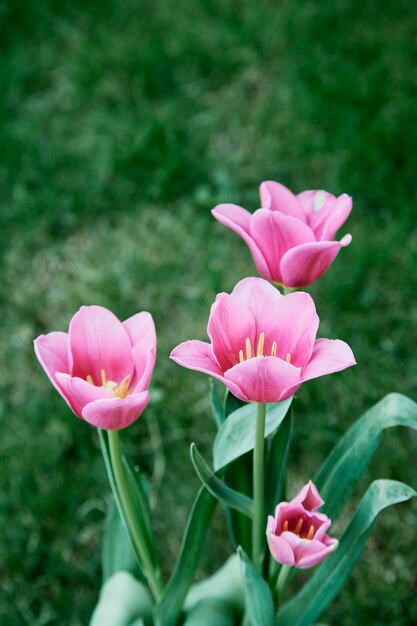 Pink tulips in garden nature