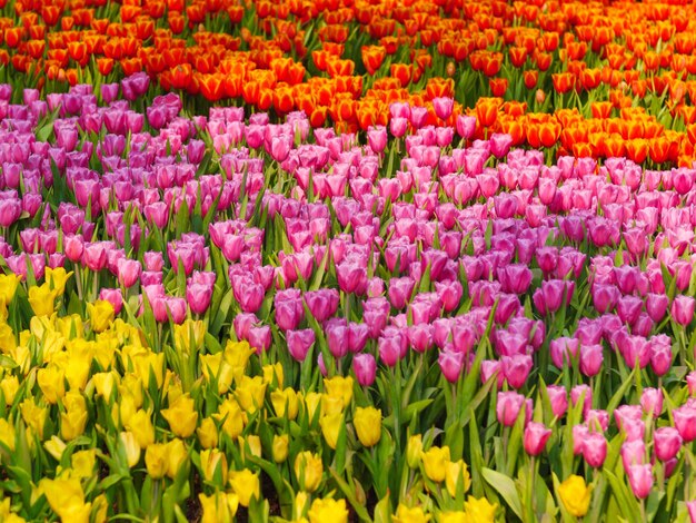 Pink tulips in garden