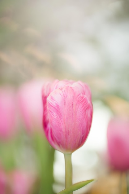 Pink tulips in garden