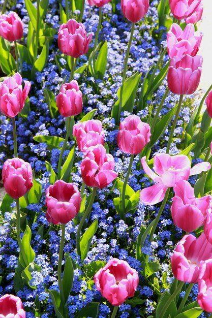 pink tulips in the garden