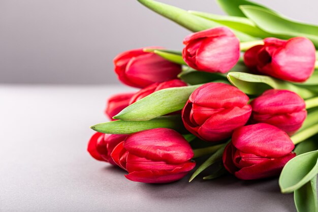 Pink tulips over gray background