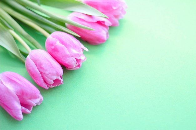 Pink tulips on green background