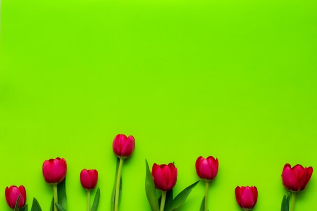 Pink tulips in green background