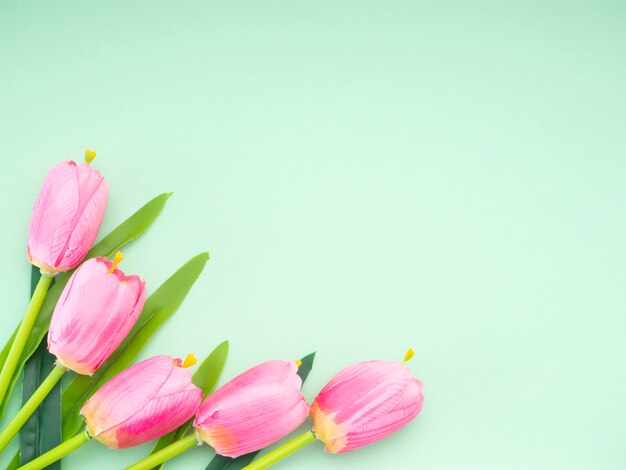 Pink tulips green paper background