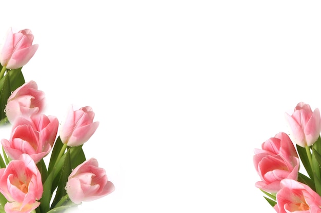 Фото Розовые тюльпаны, изолированные на белом фоне весна лето день матери