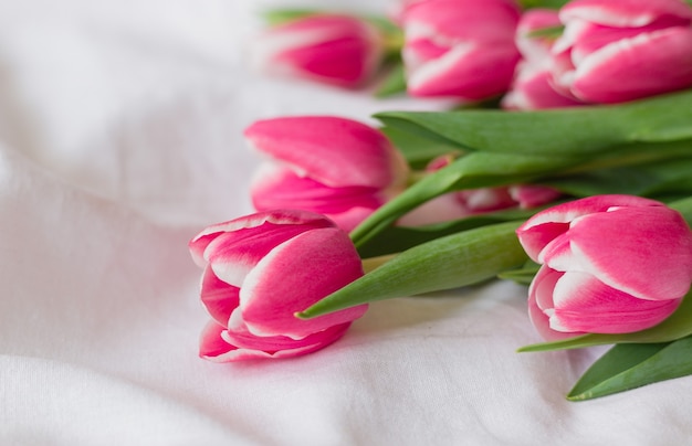 Pink Tulips isolated on white cloth background with copy space. Flat lay, top view.