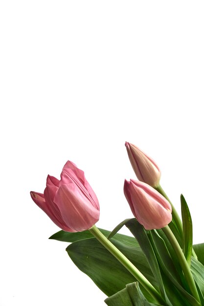 Pink tulips isolated on white isolated