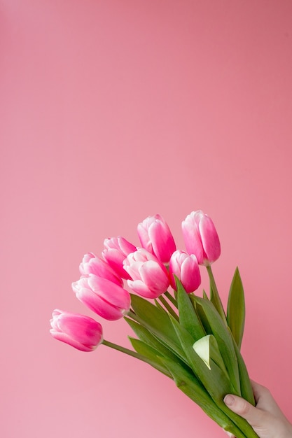 Pink tulips on pink background with copy space.