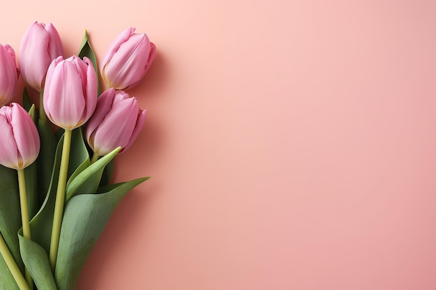 Pink tulips on a pink background