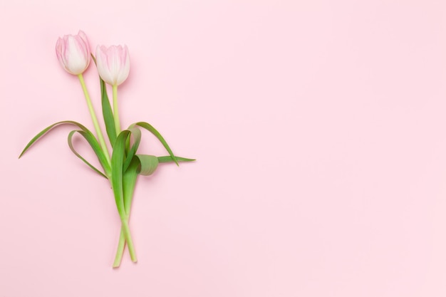 Pink tulips over pink background