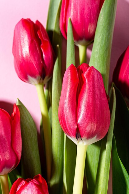 Pink tulips over pink background