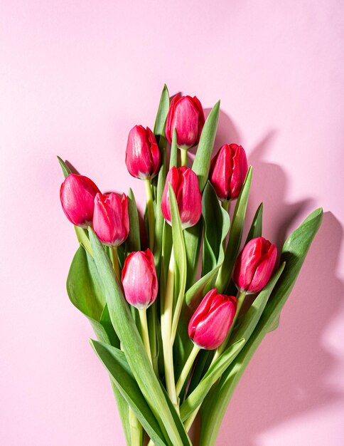 Pink tulips over pink background