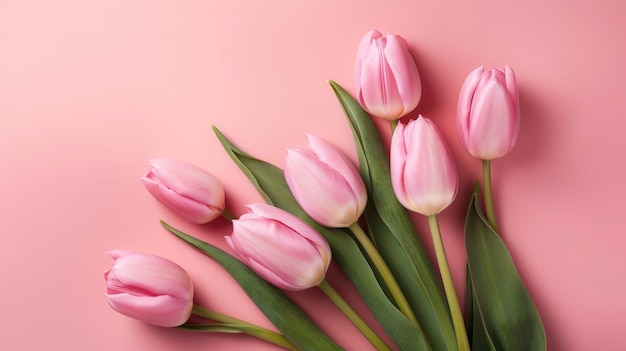 Pink tulips on a pink background