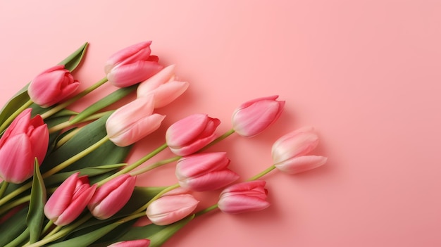 Розовые тюльпаны на розовом фоне