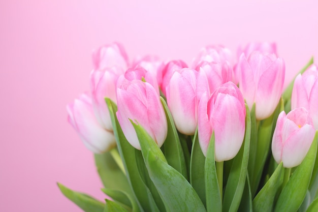 Pink tulips on the pink background